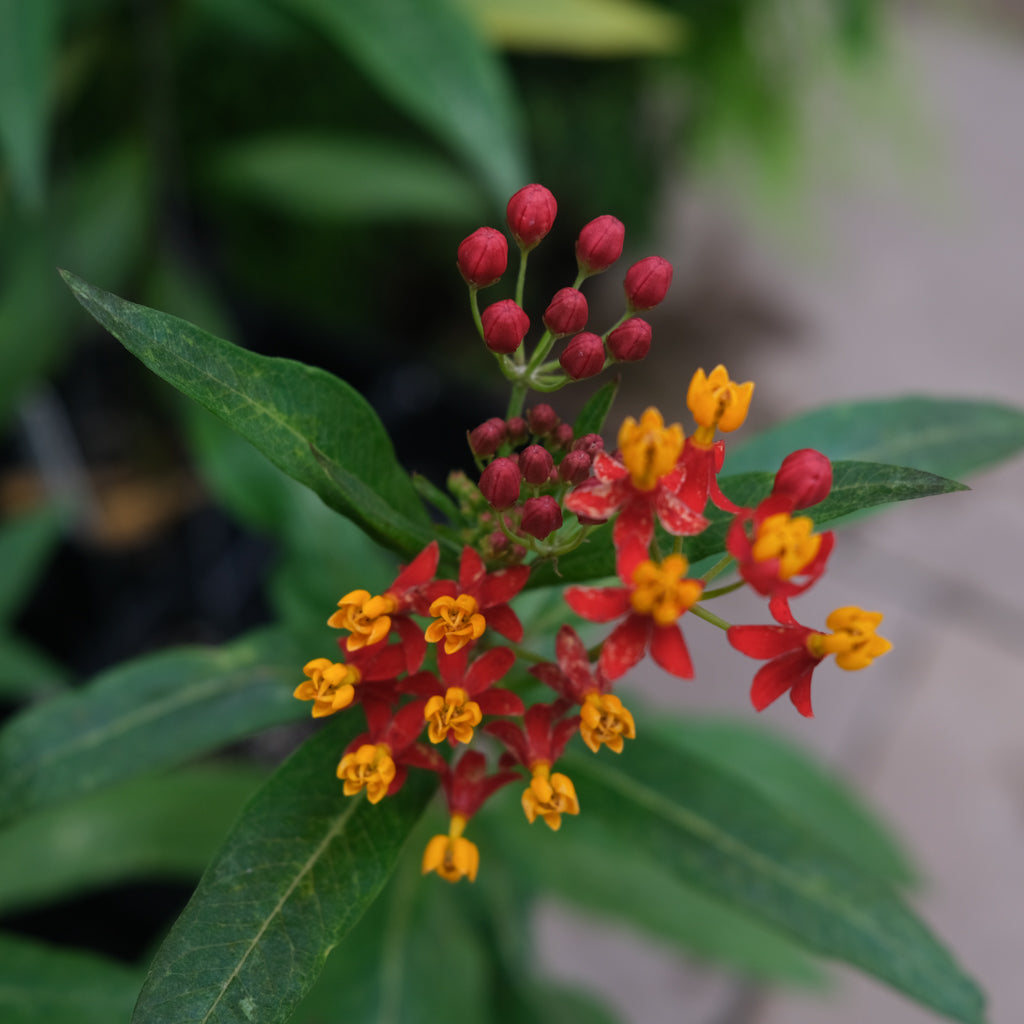 Asclepias Curassavica 'Silky Deep Red' | Annuals In Lexington, KY ...