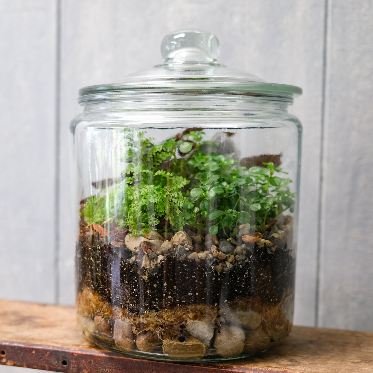 http://www.michlers.com/cdn/shop/products/ApothecaryTerrarium-Michlers6.jpg-1_1200x1200.jpg?v=1629992951