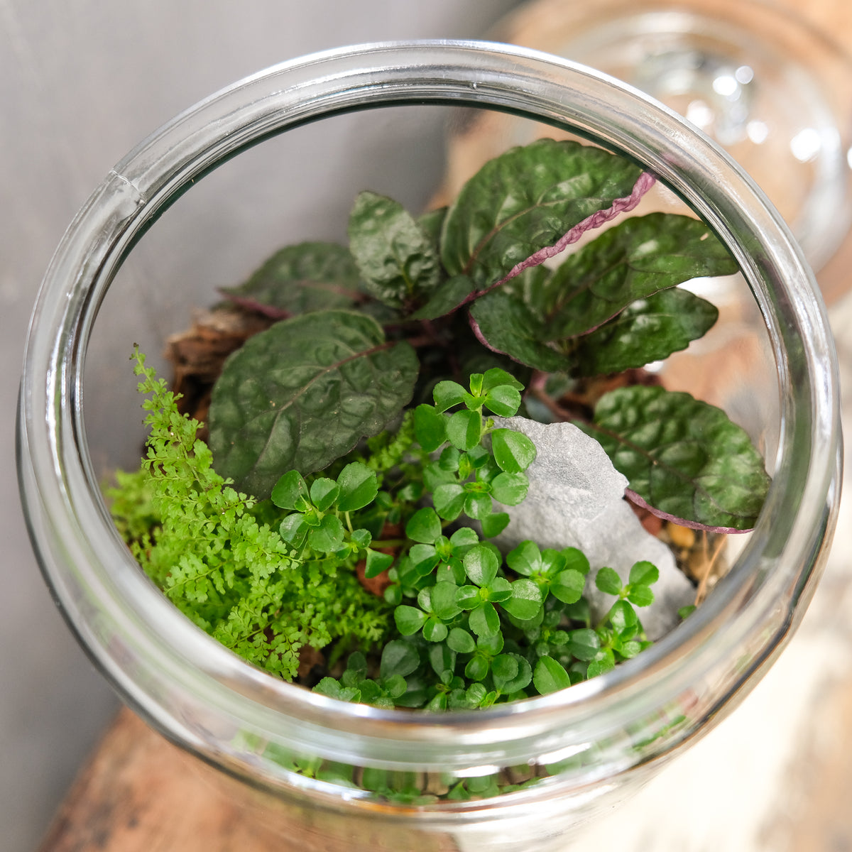 http://www.michlers.com/cdn/shop/products/ApothecaryTerrarium-Michlers6.jpg-2_1200x1200.jpg?v=1629992951