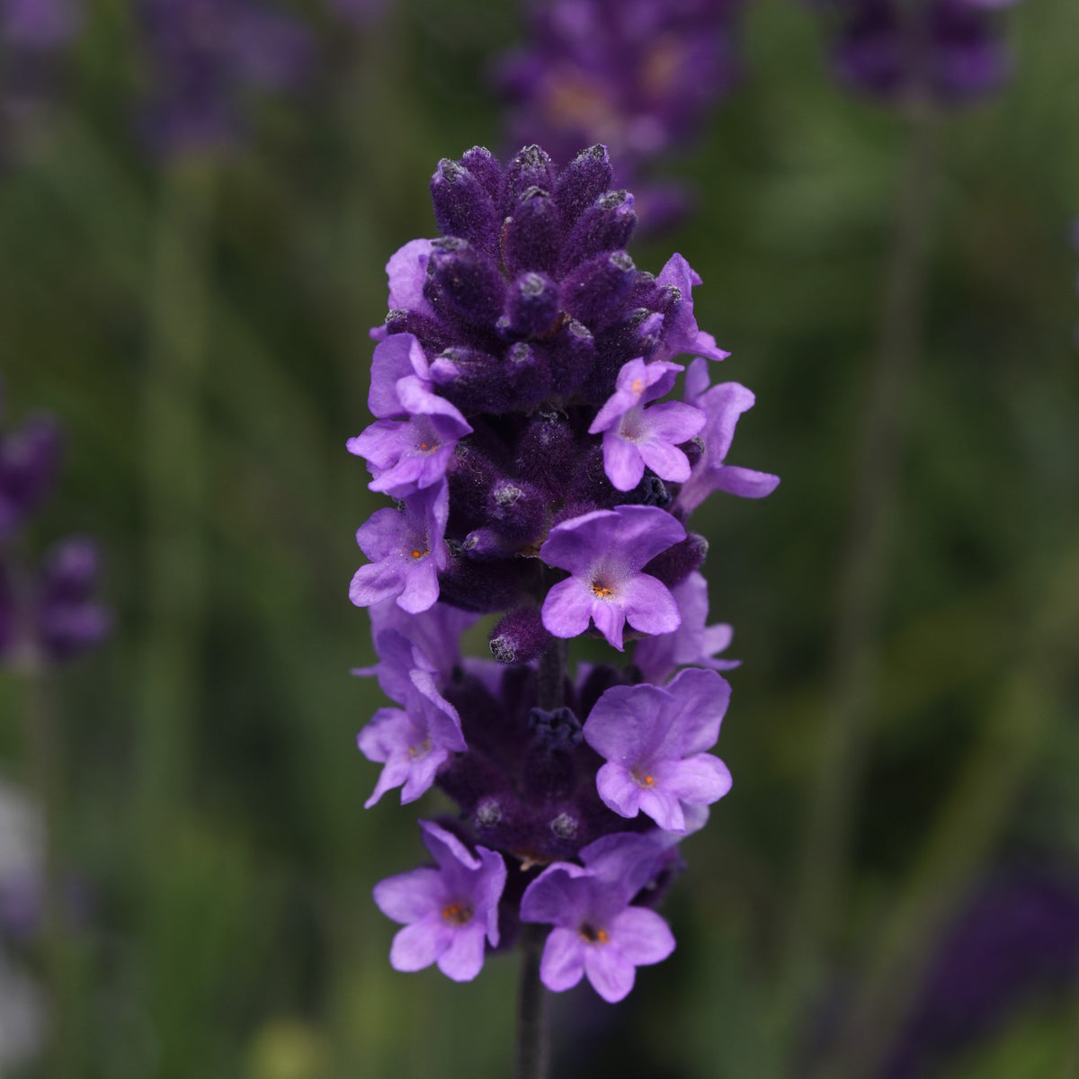 Lavandula angustifolia 'Avignon Early Blue' (English Lavender) – Michler's  Florist, Greenhouses & Garden Design