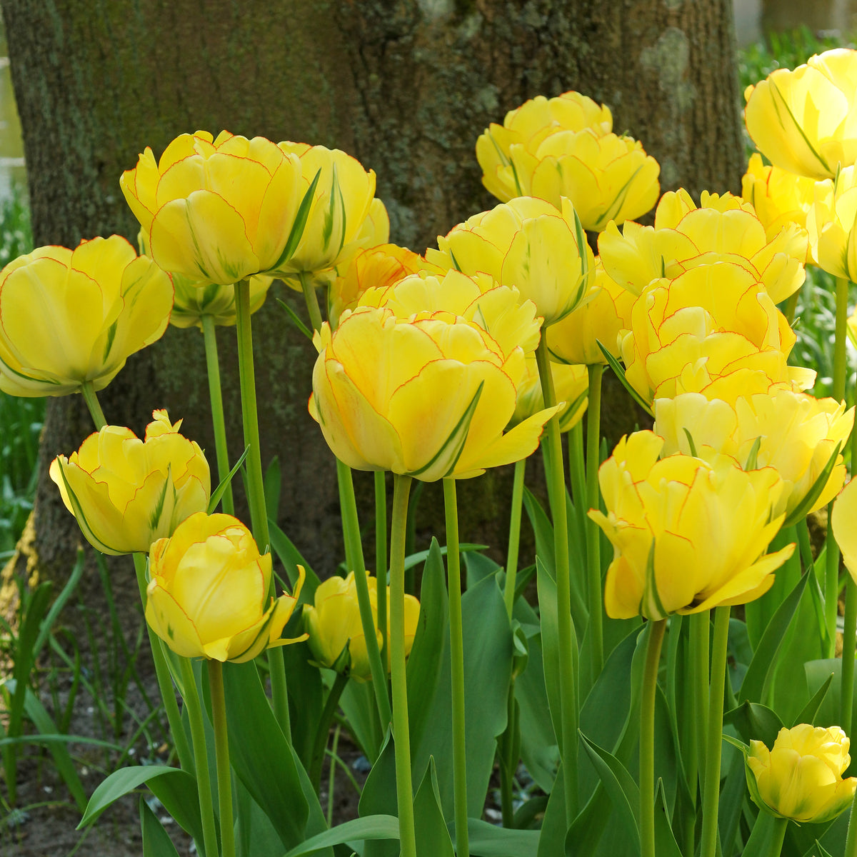 Tulip - Tulipa 'Akebono'