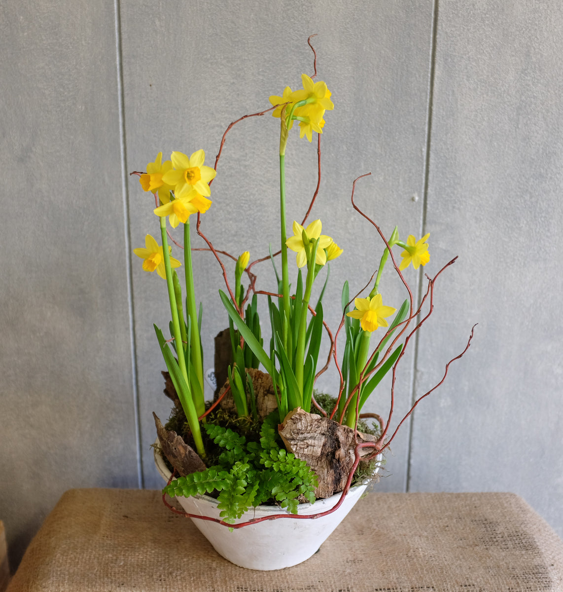 Pot of Daffodils l Michler Florist l Lexington Kentucky