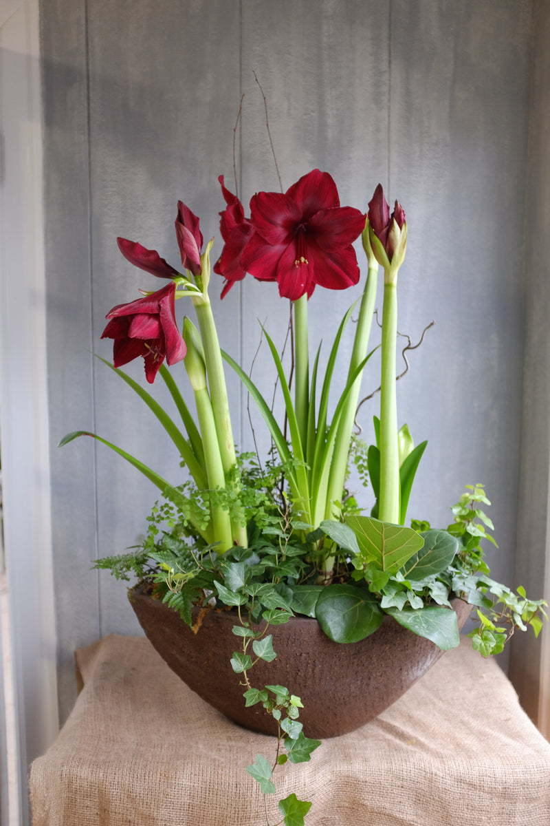 Amaryllis Garden Planter delivered in Lexington, KY