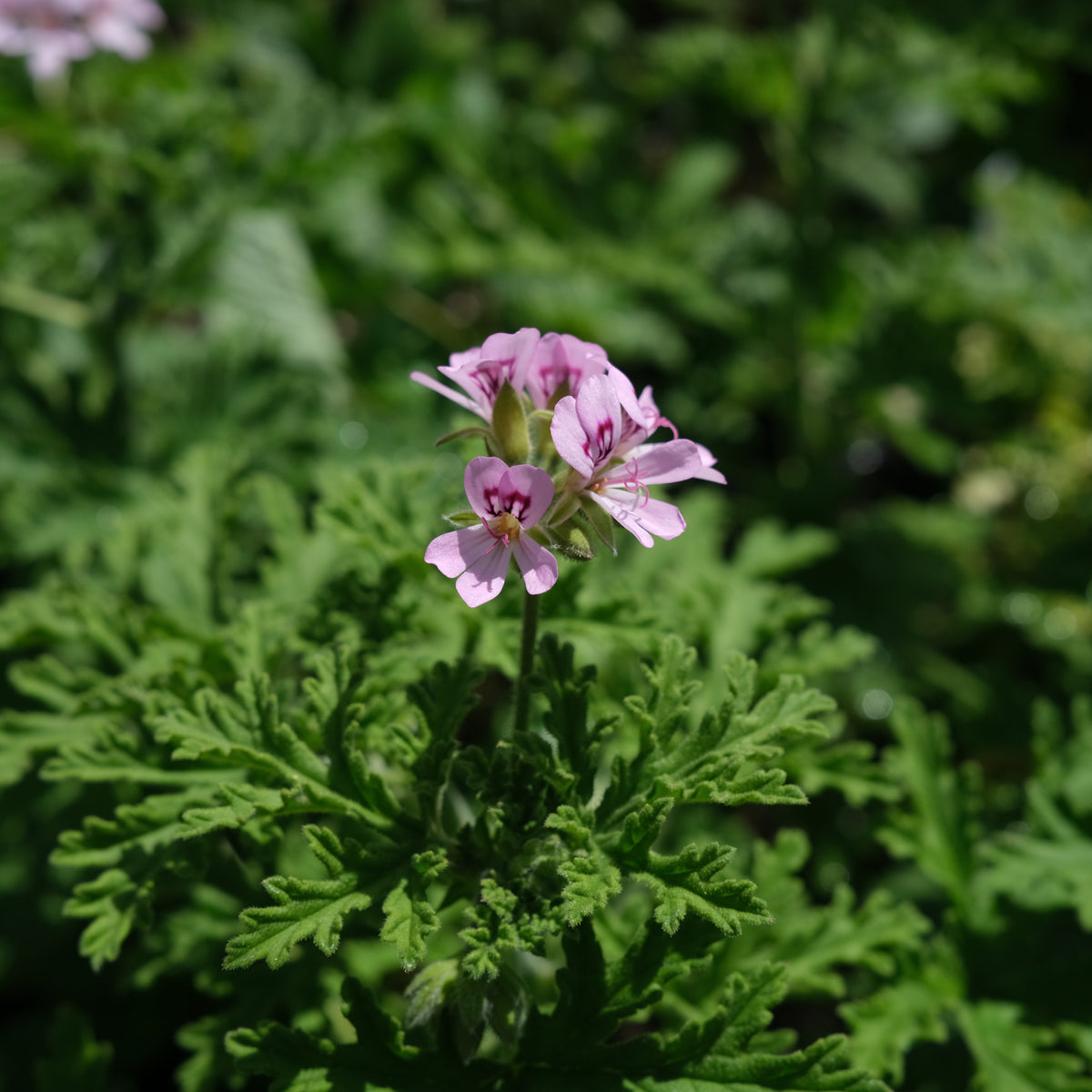 Mother's Day Gift Box - Rose Geranium