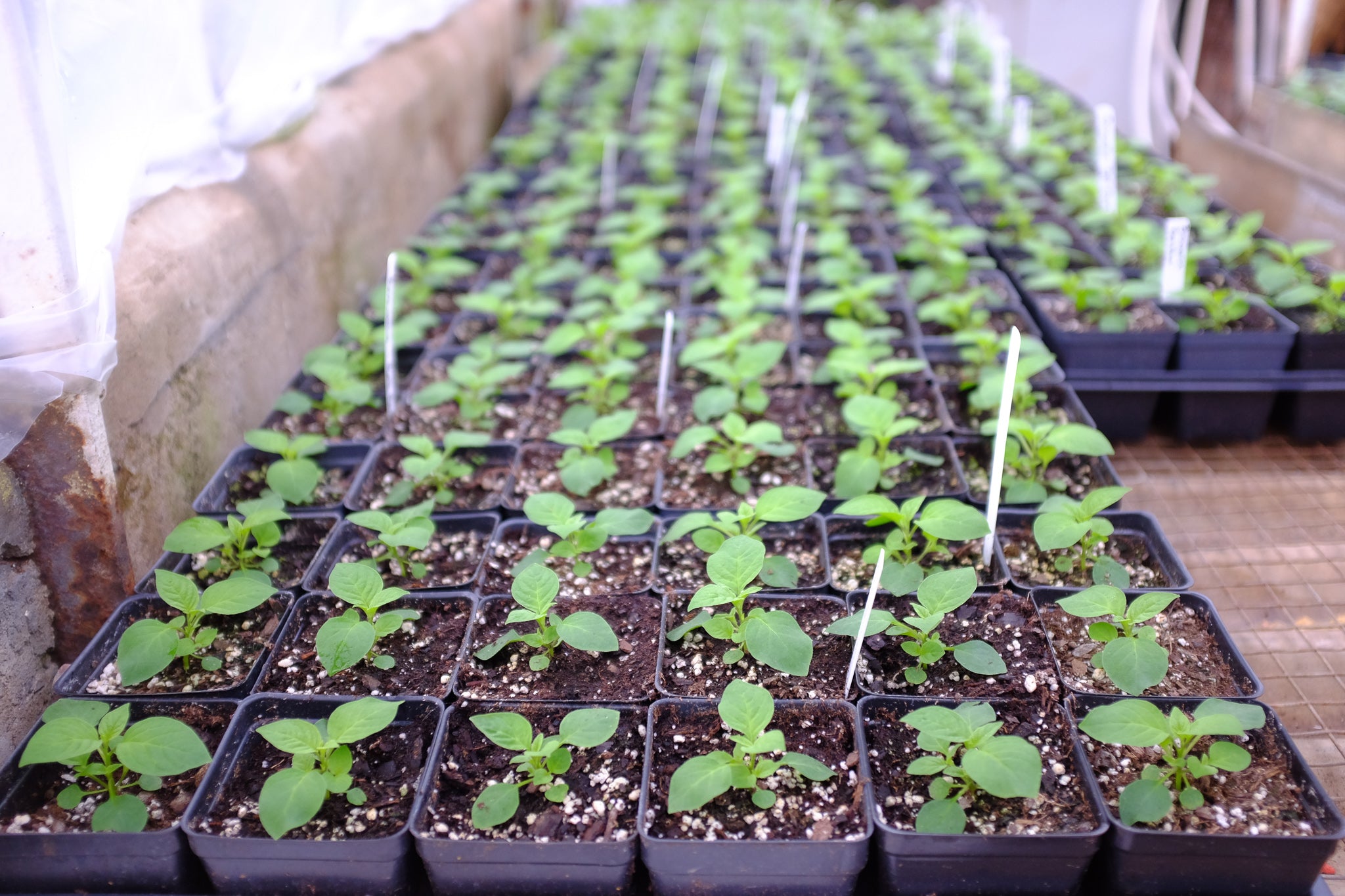 Spring seedlings at Michler's in Lexington KY