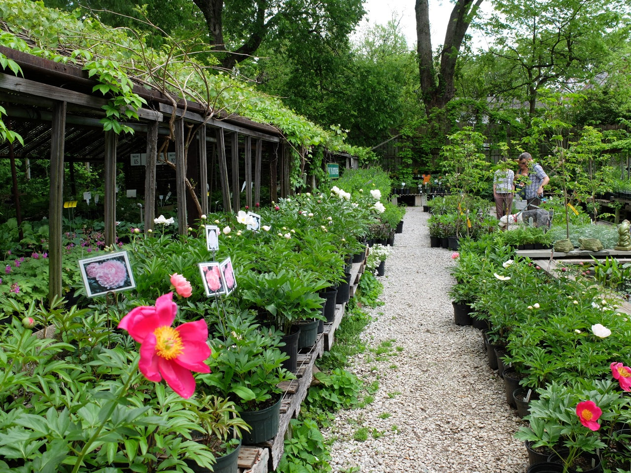 Peony Plants at Michler's Florist, Greenhouses & Garden Design