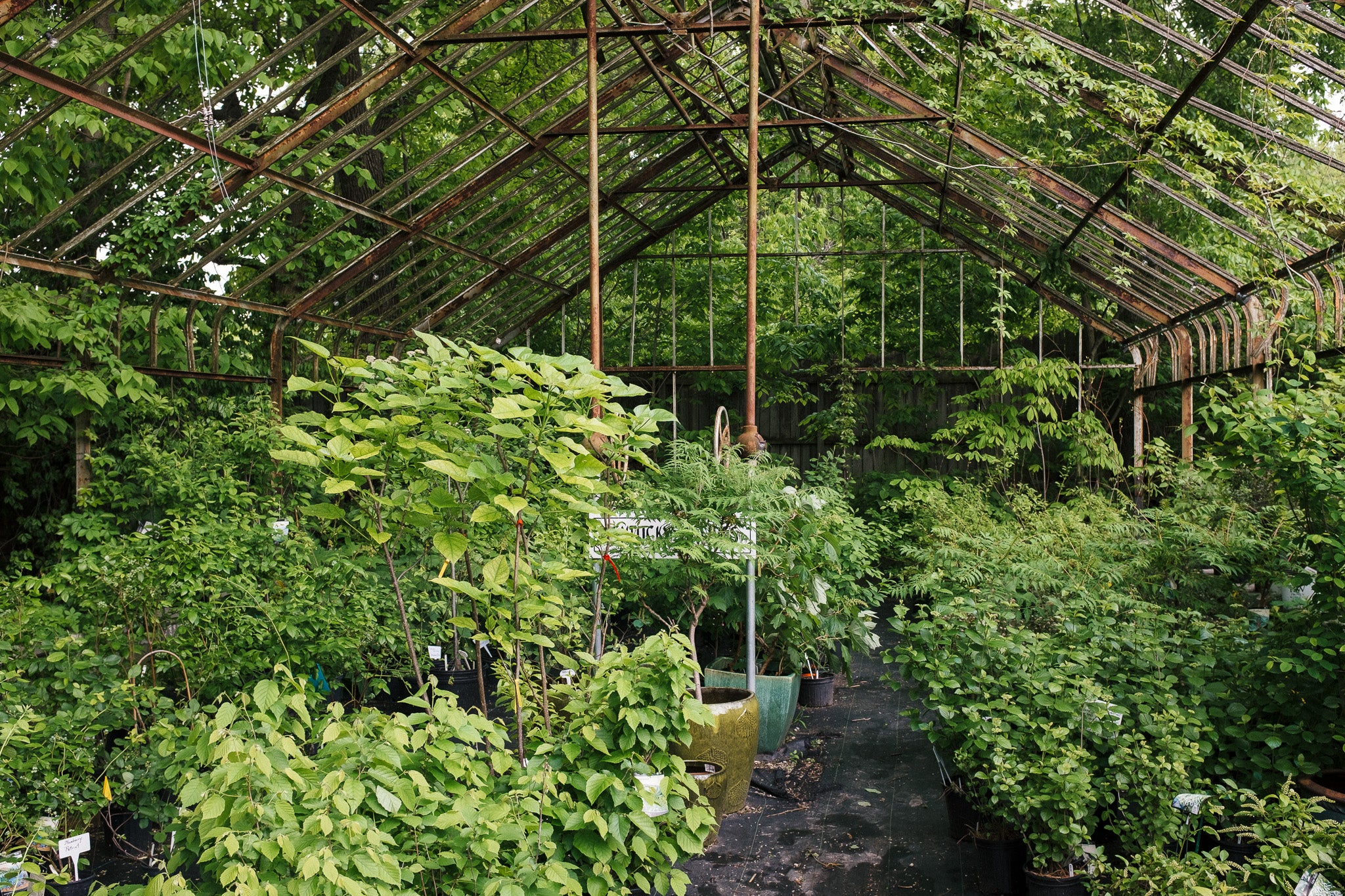 Historic Greenhouse Frames and Tree Fall