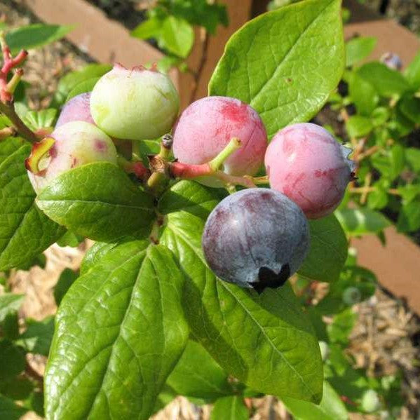 Vaccinium 'Duke' – Michler's Florist, Greenhouses & Garden Design