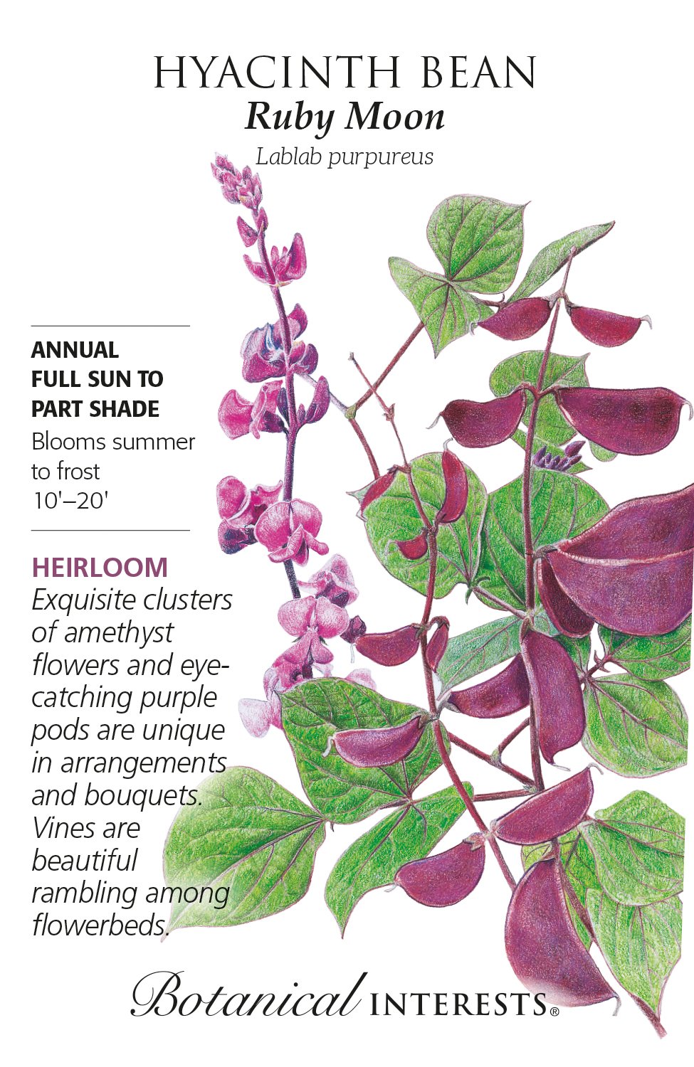 Hyacinth Bean Ruby Moon Michler s Florist Greenhouses Garden