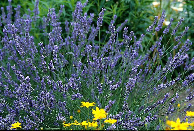 Lavender Flower, Whole (Lavandula x intermedia) – Grassroots Herb Supply