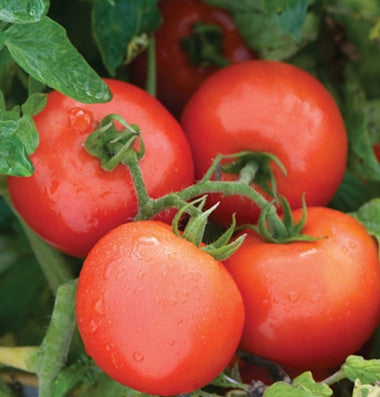 Red Slicer Tomato