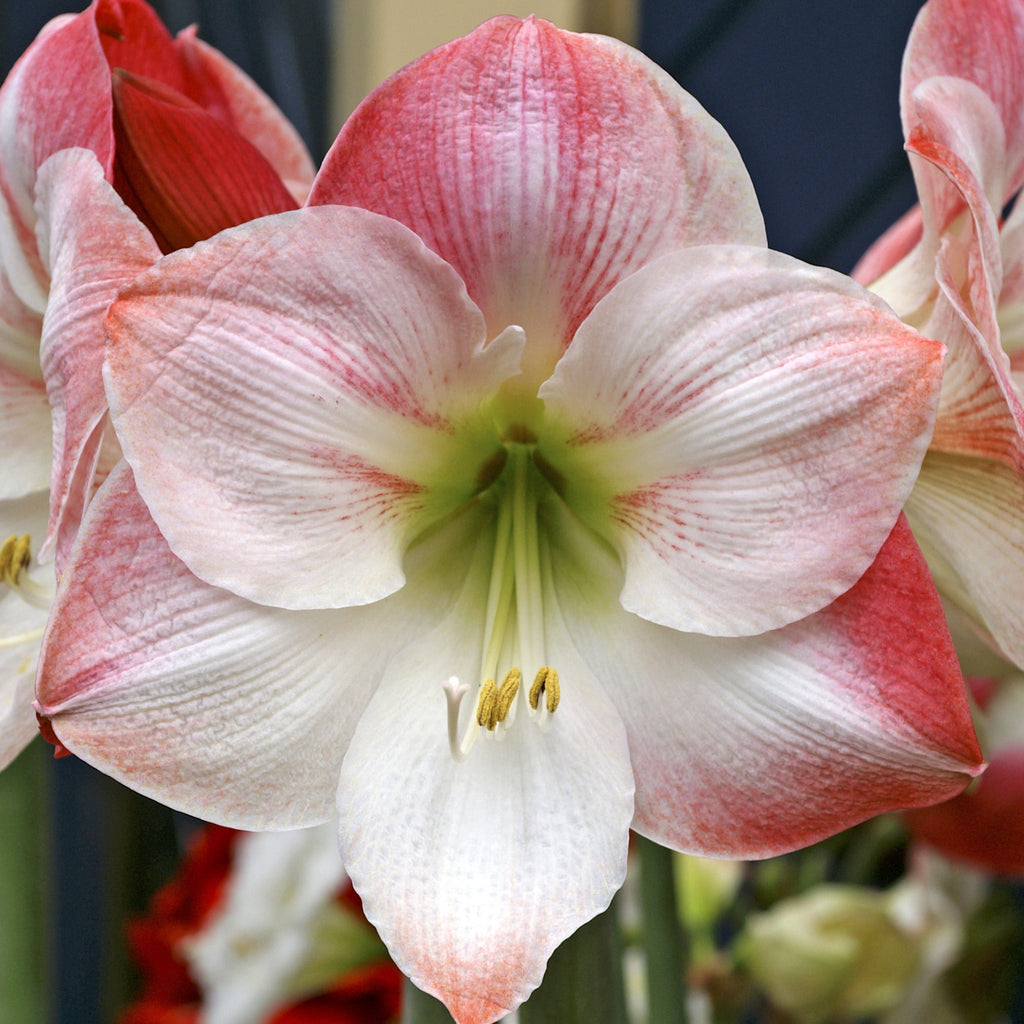 Amaryllis Garden Planter delivered in Lexington, KY