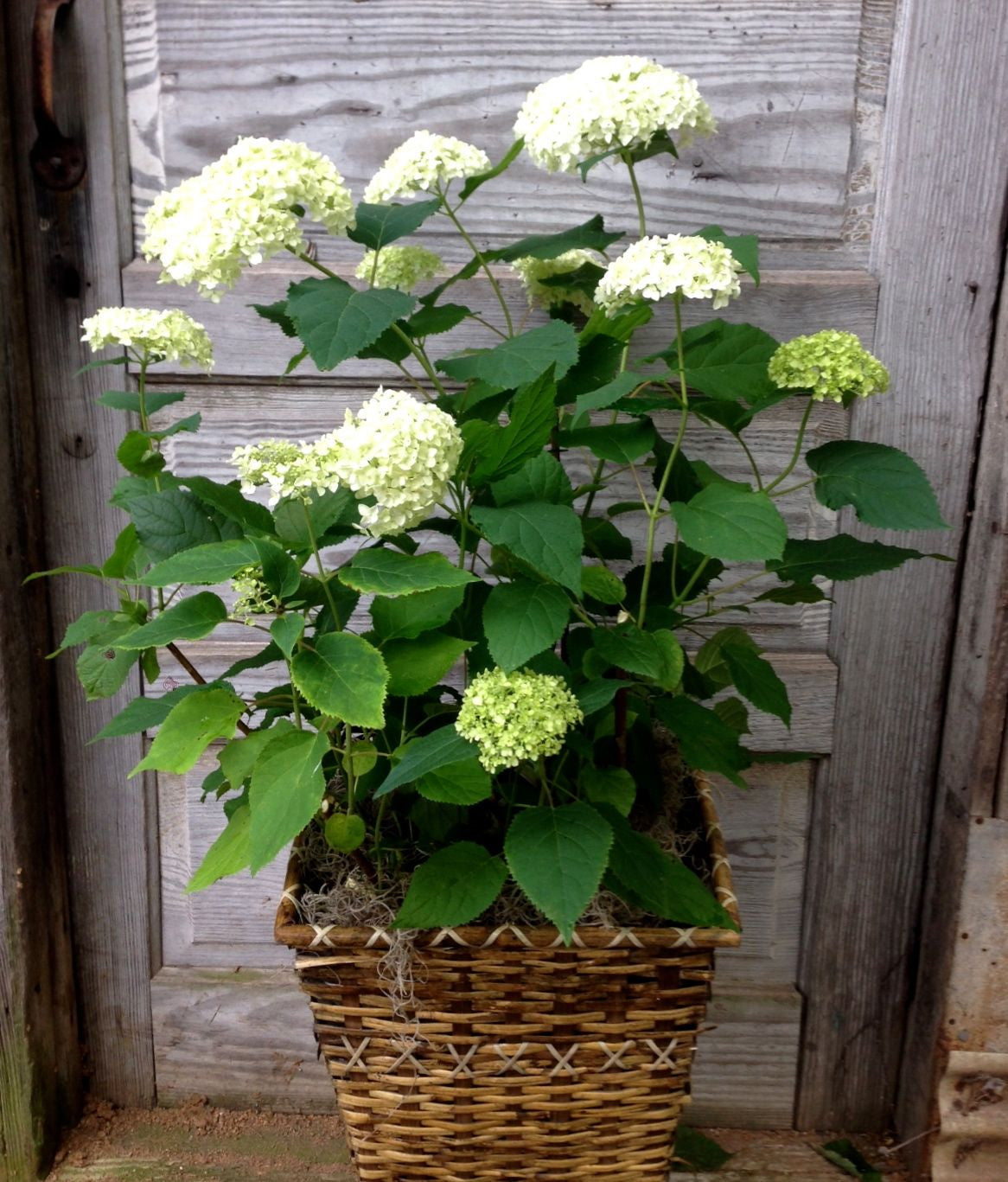 White hydrangea store plant