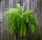 Boston Fern Palnt