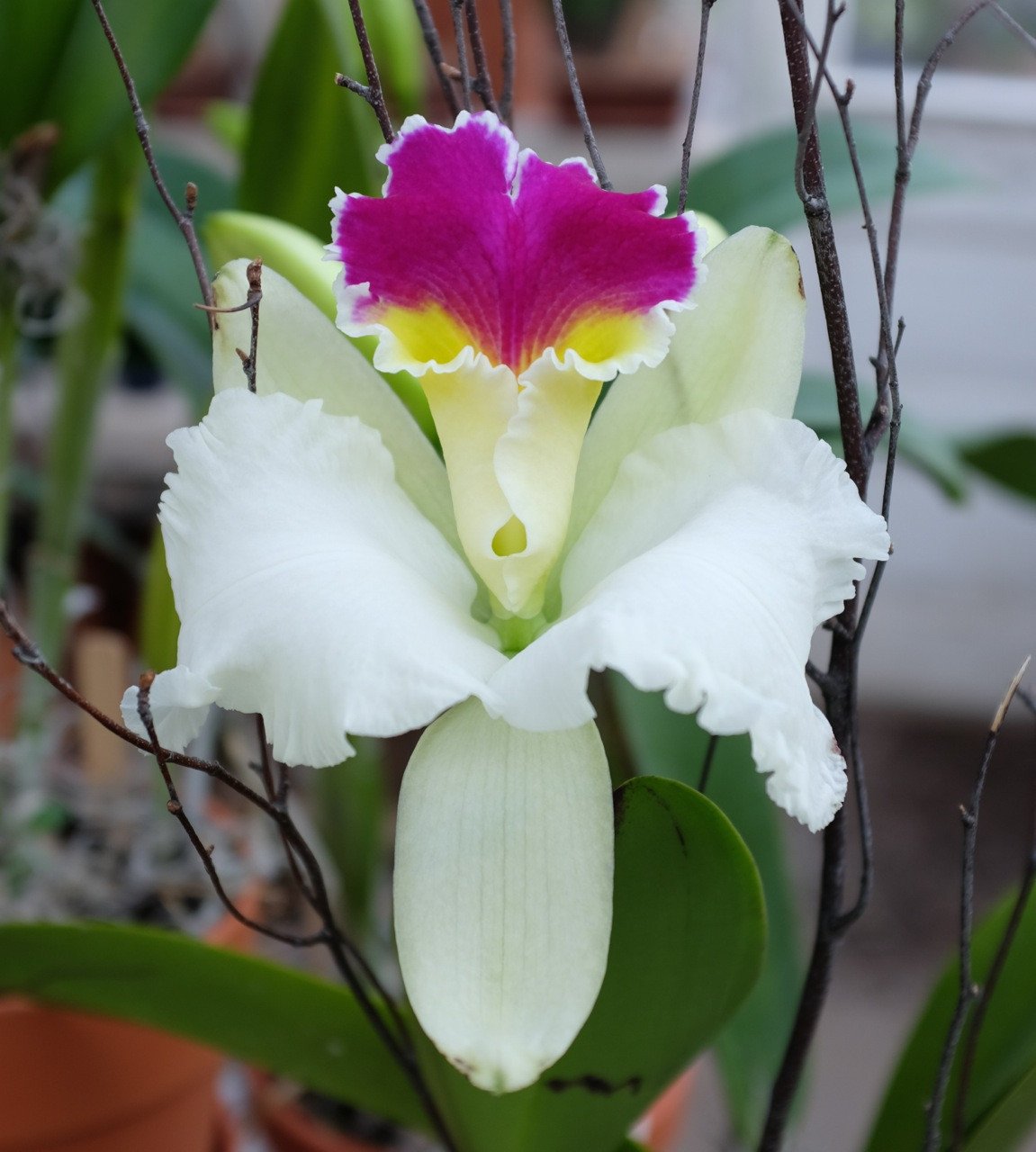 Monthly Orchid plant gift | Send orchid plants in palm beach gardens