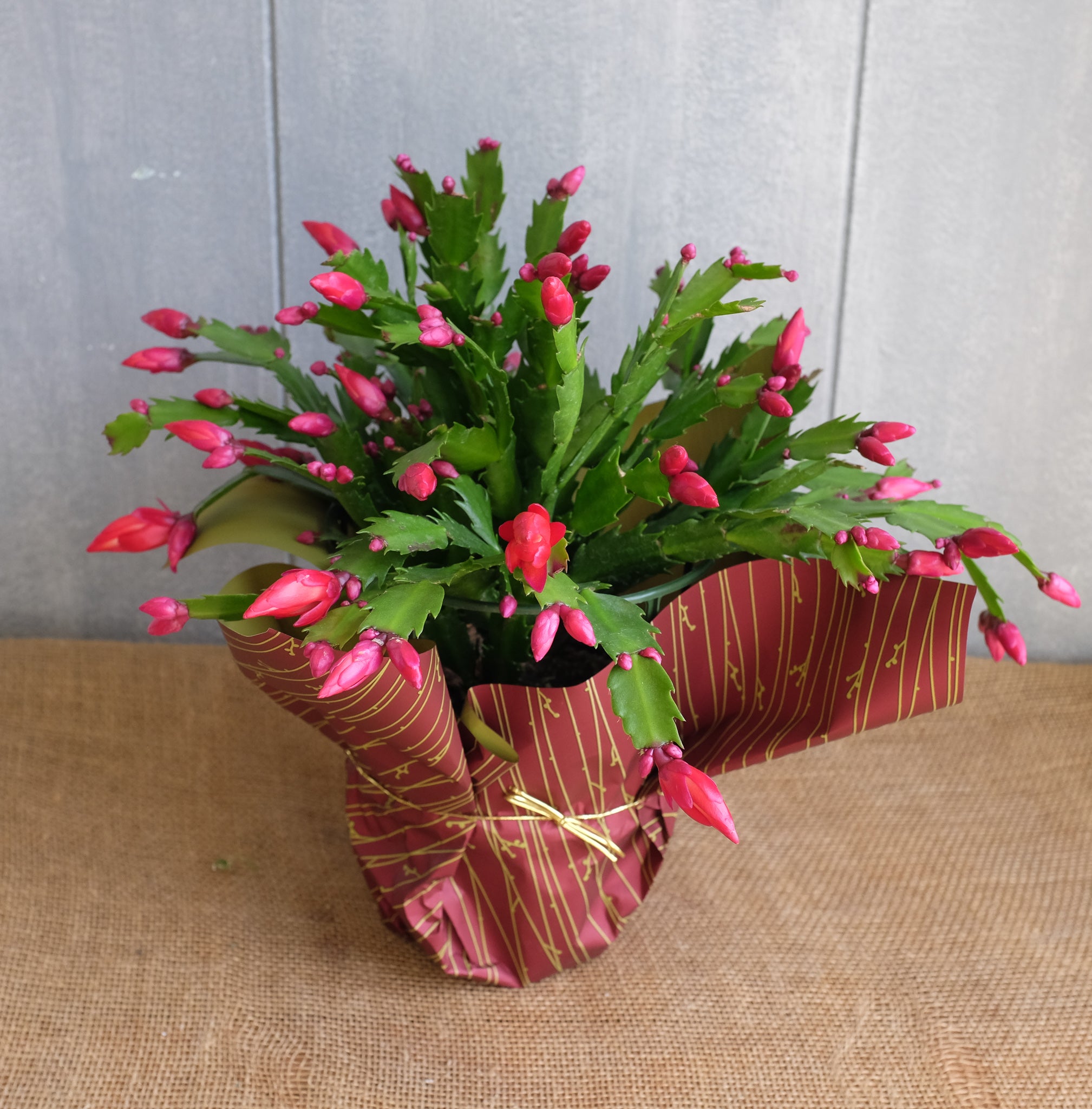 Christmas cactus of the florist's choice