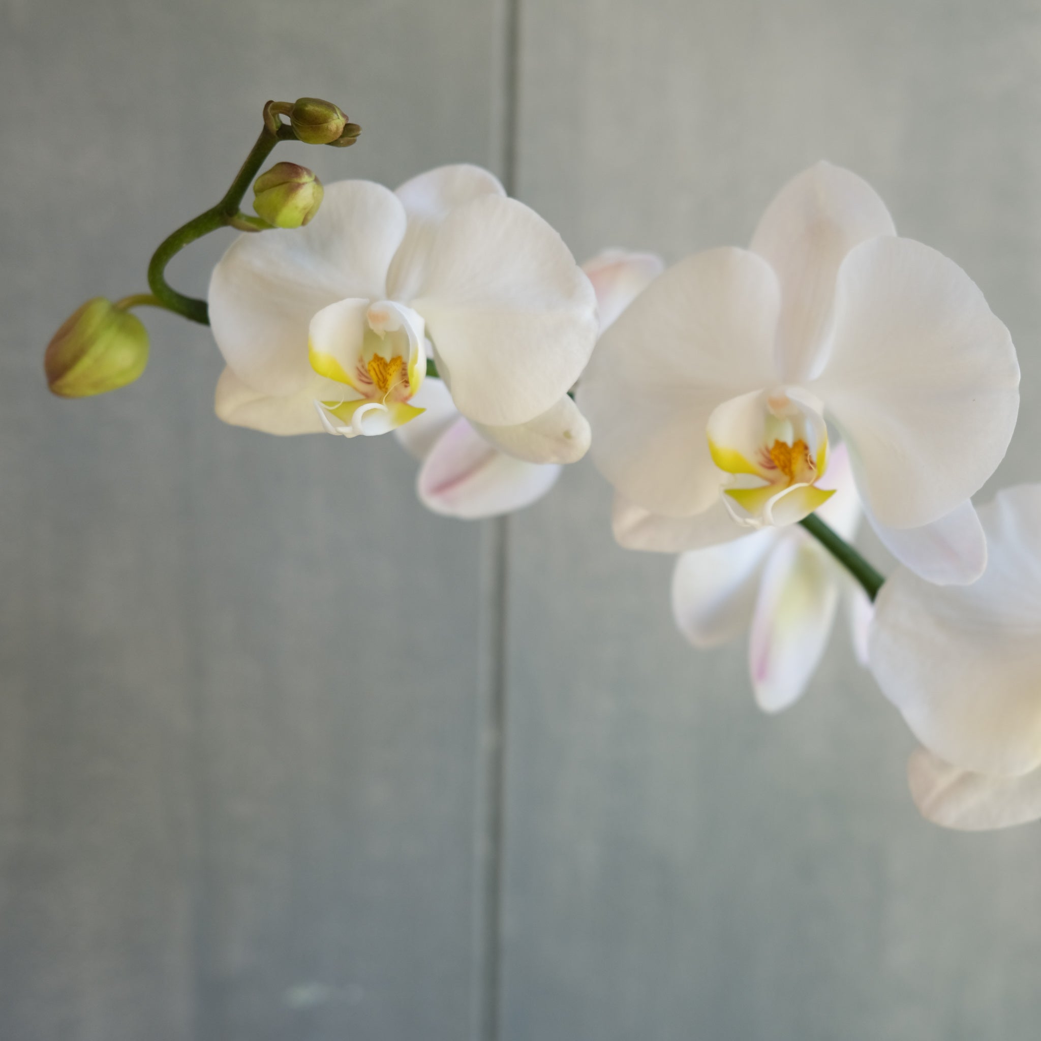 Buy Beautiful 10 Blue Orchids Flowers Online - Classicflora.com