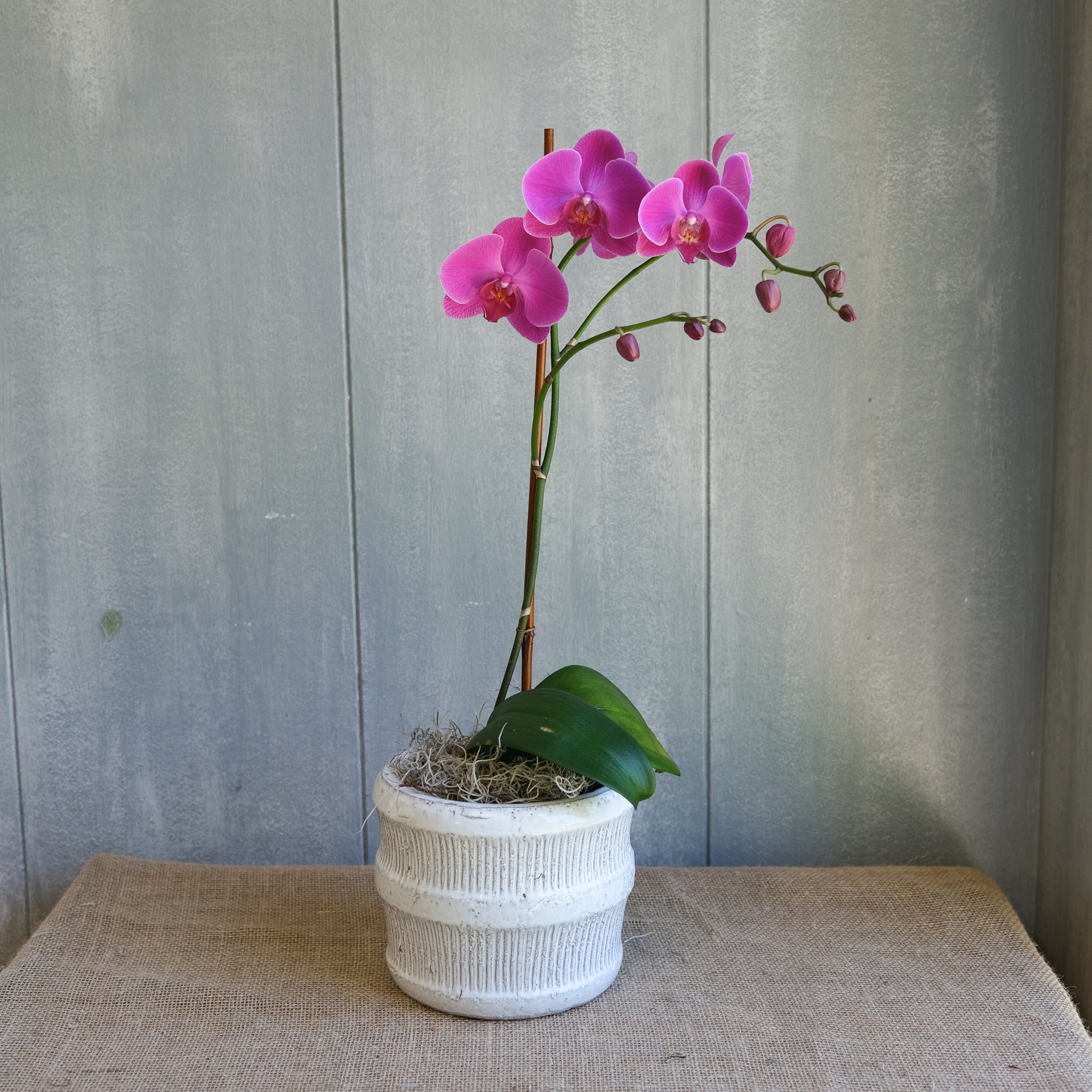Orchid Grower in Fort Pierce, FL | Odom's Orchids
