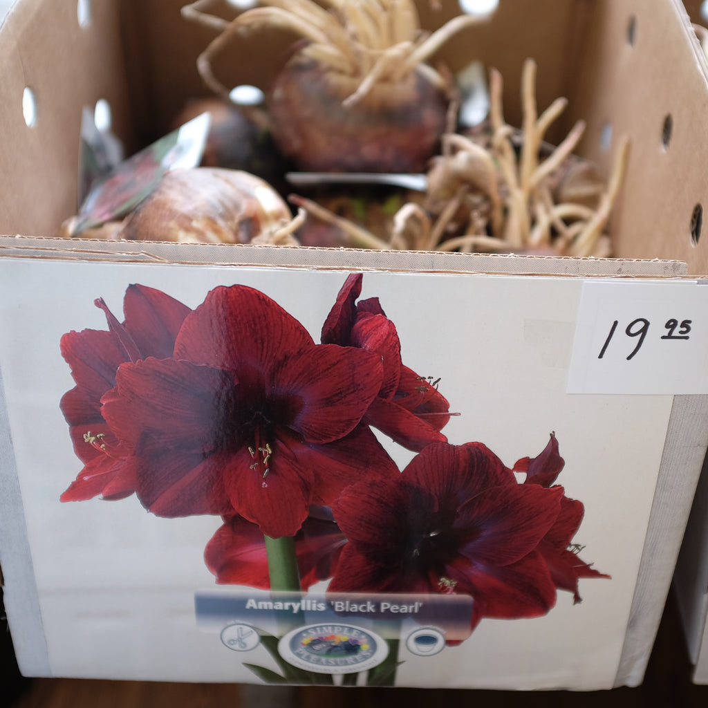 Amaryllis Garden Planter delivered in Lexington, KY