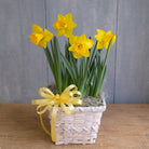 Pot Daffodils l Michlers Florist l Lexington Ky