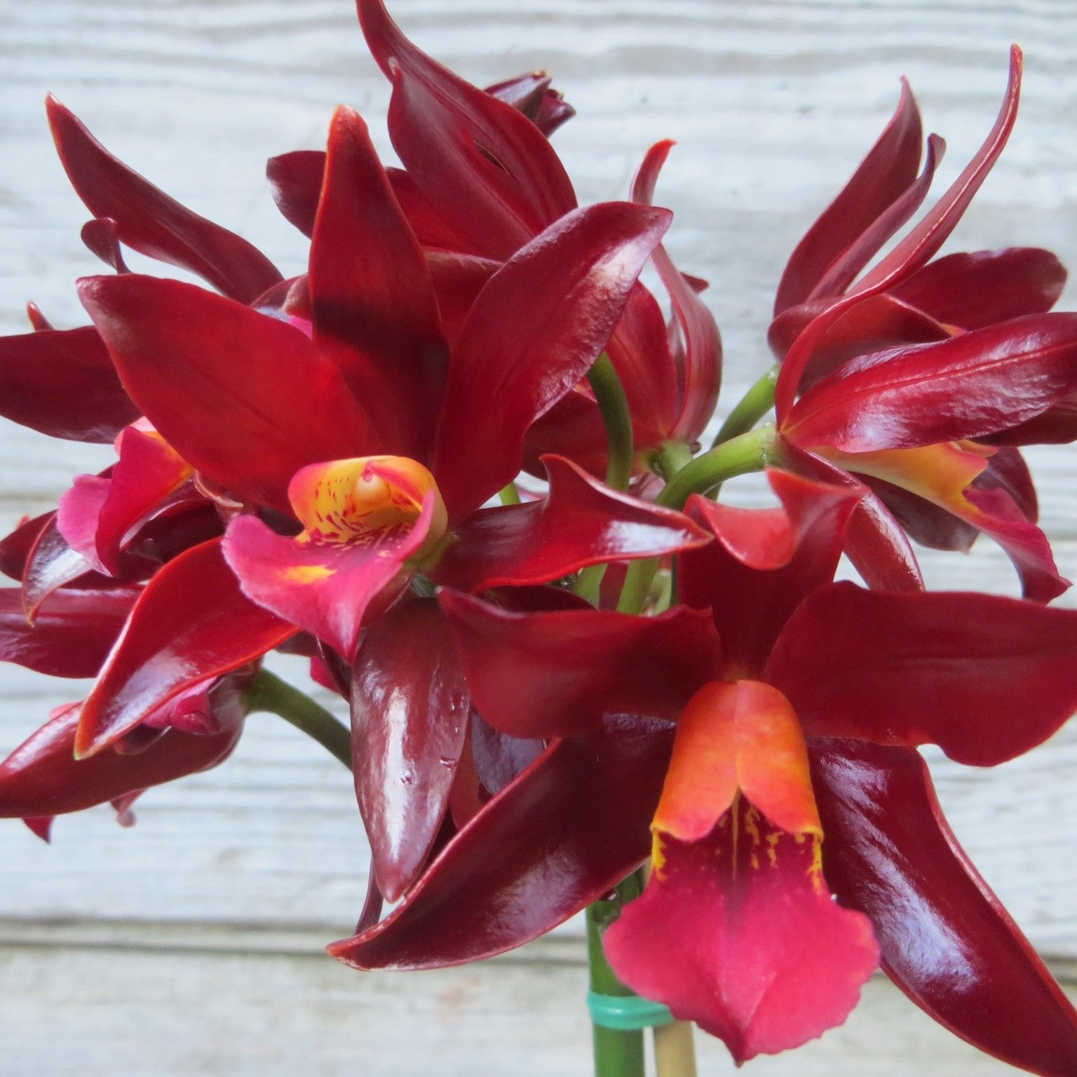 Cattleya Orchid Flowers at Michler's Florist, Greenhouses & Garden Design