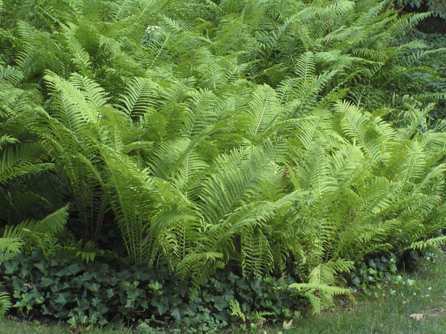 Fern - Matteuccia Struthiopteris 'The King' (King Ostrich Fern)