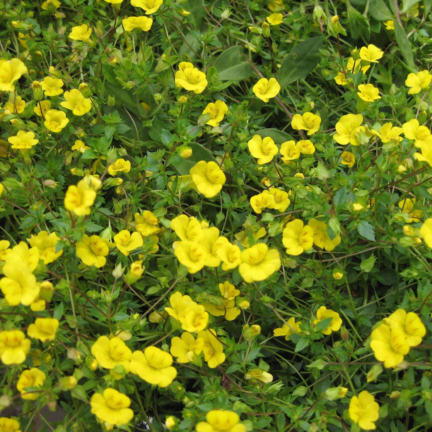 Mecardonia 'Magic Carpet Yellow' – Michler's Florist, Greenhouses ...