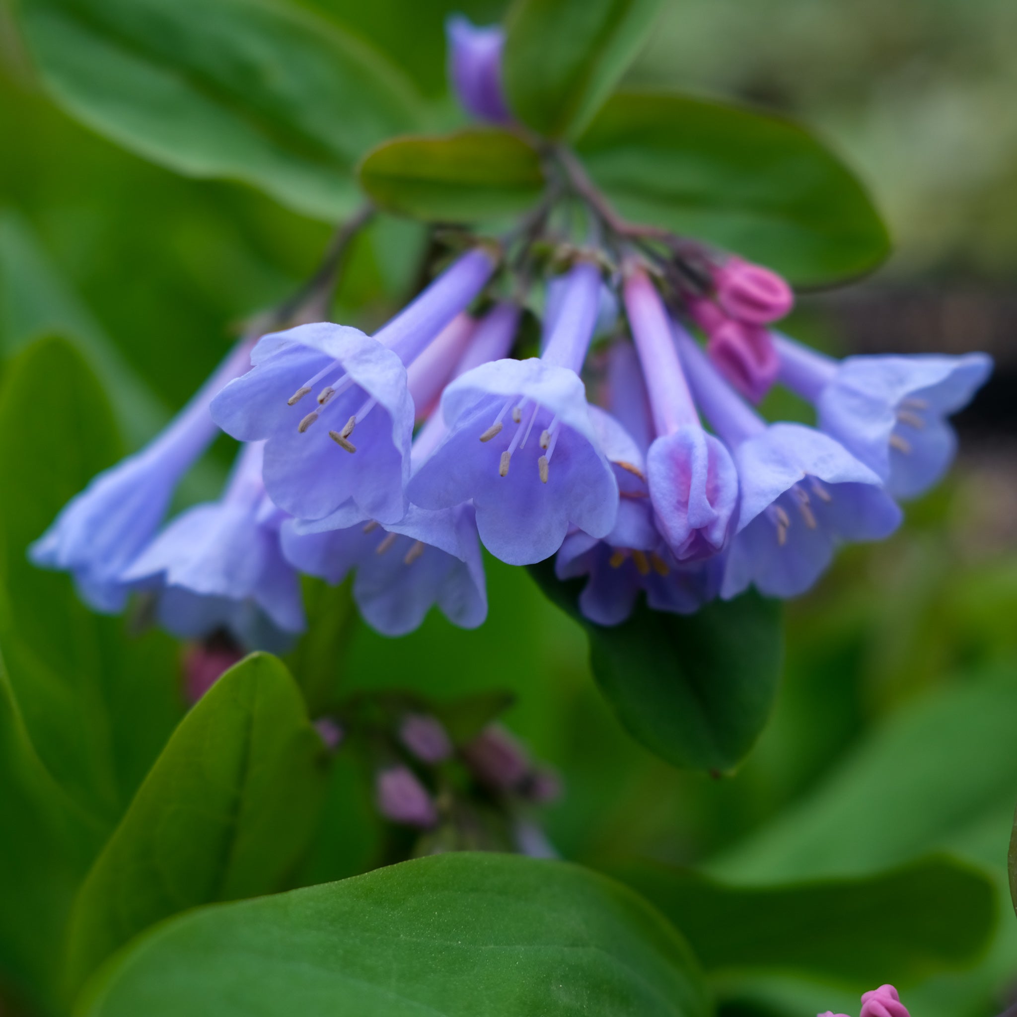 Mertensia virginica - Virginia bluebells – www.