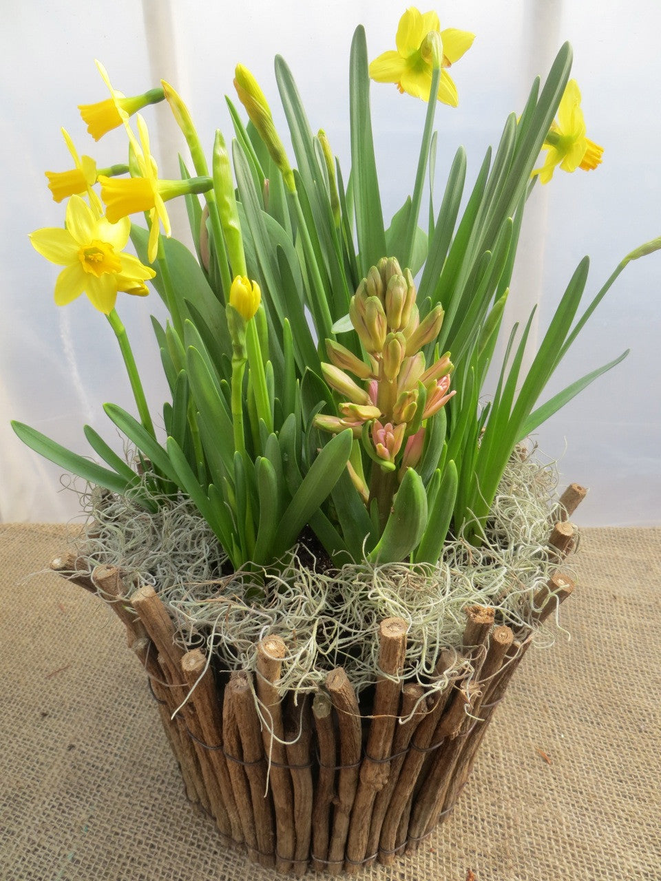 Pot of Daffodils l Michler Florist l Lexington Kentucky