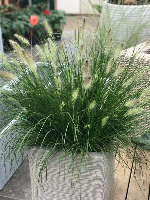 Grass - Pennisetum alopecuroides (Fountain Grass) - John's selection ...