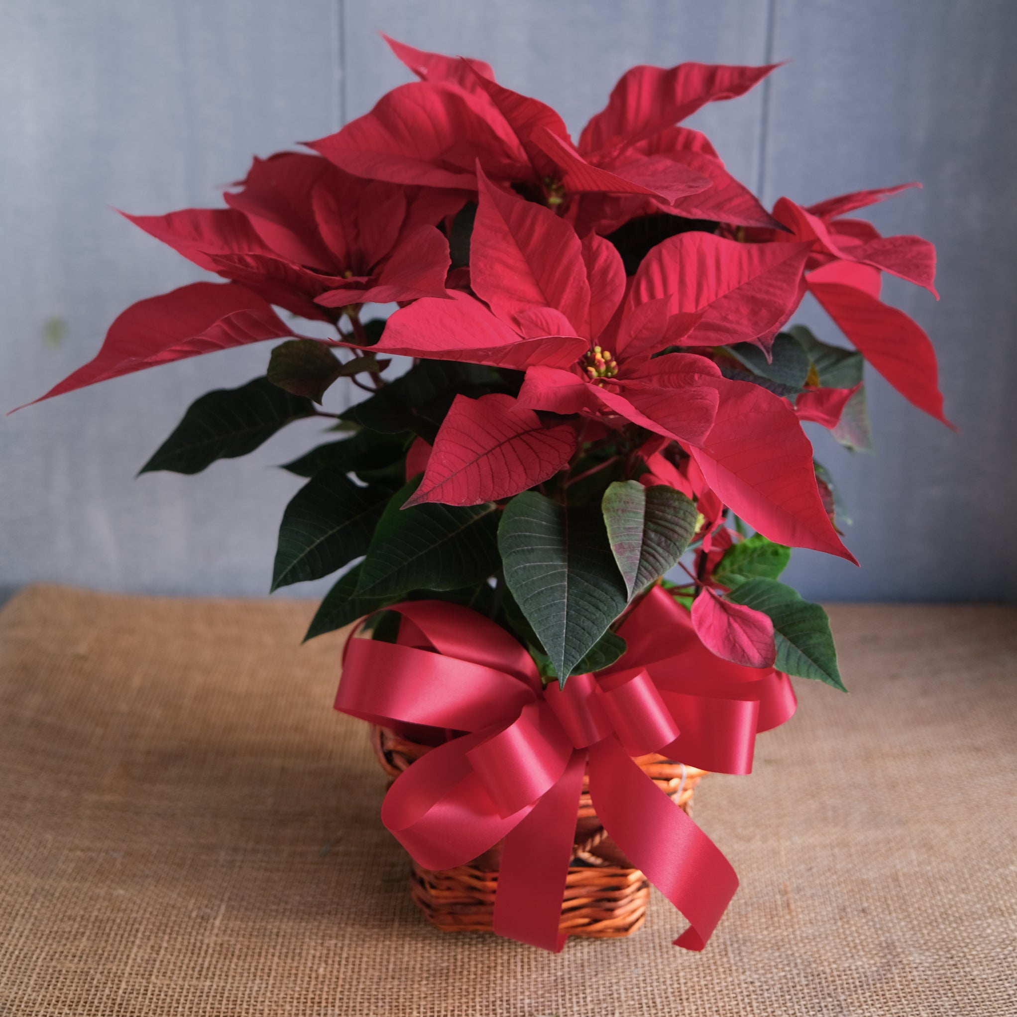 Where to buy 2024 a poinsettia