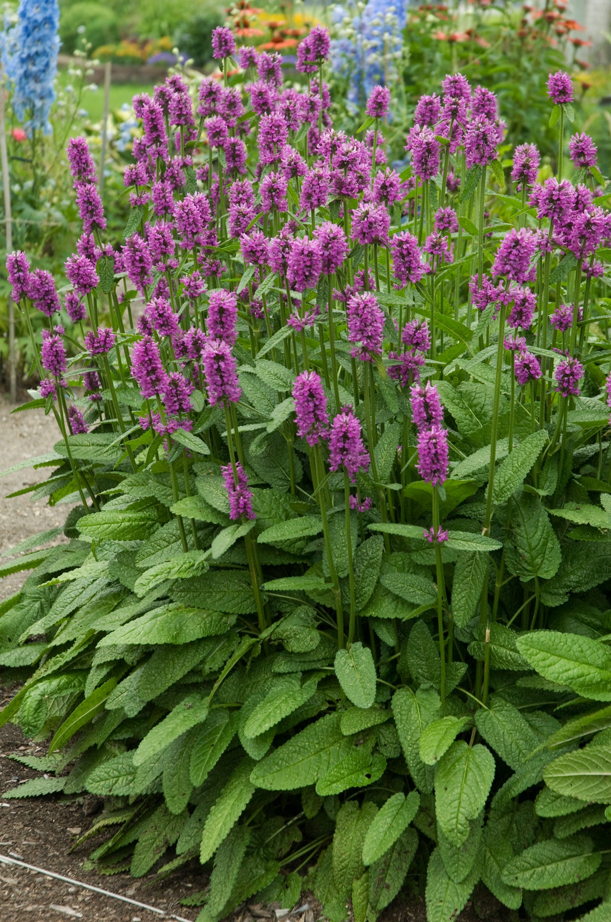 Stachys monieri ‘Hummelo’ | Lexington, KY | Michler's