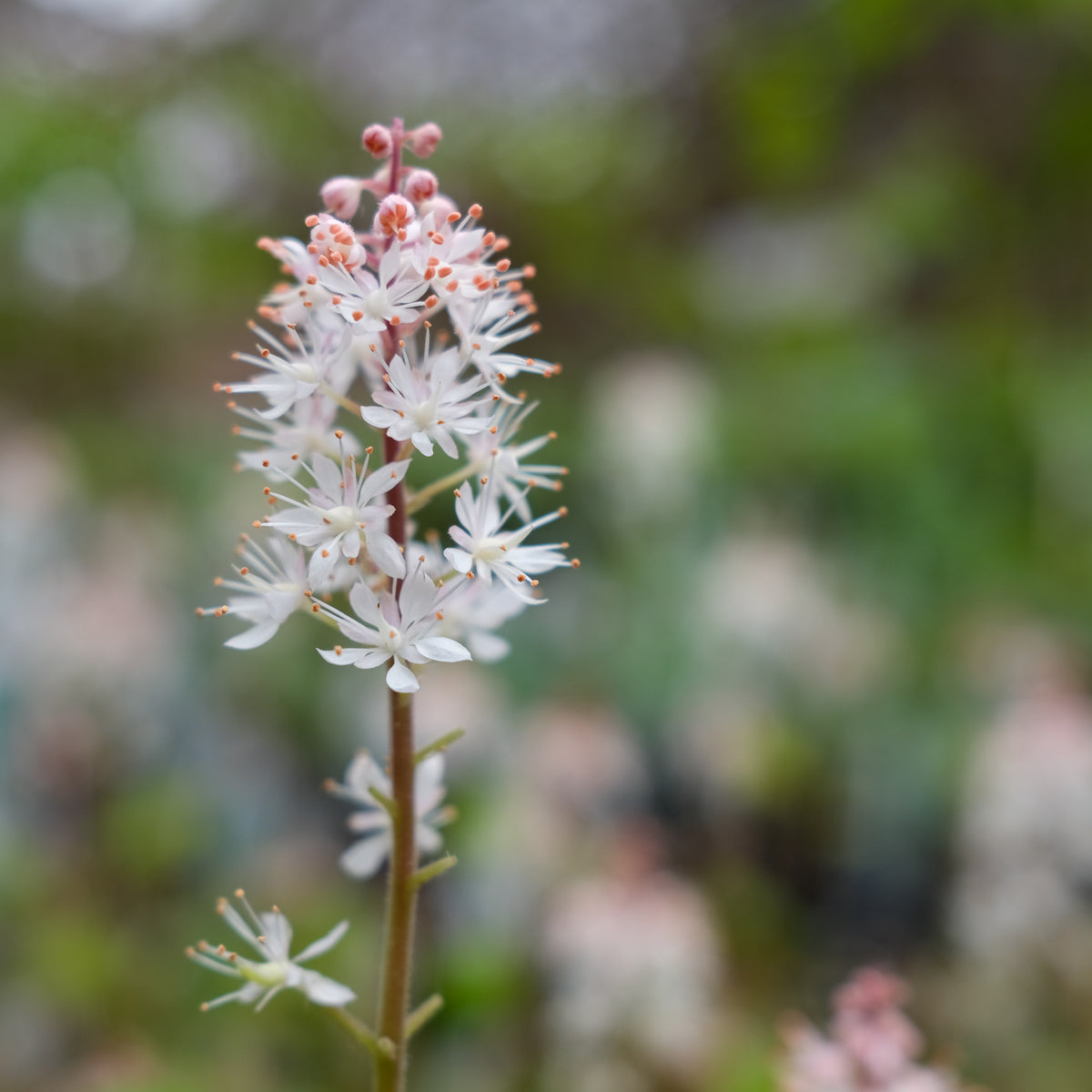 Tiarella wherryi (Foam Flower) | Perennial in Lexington, KY | Michler's