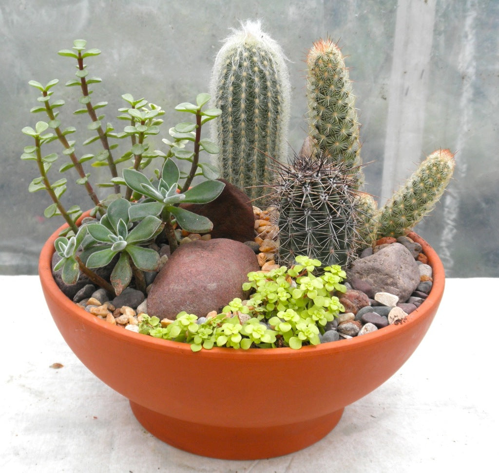 https://www.michlers.com/cdn/shop/products/cactus_garden_1024x1024.jpg?v=1543351129