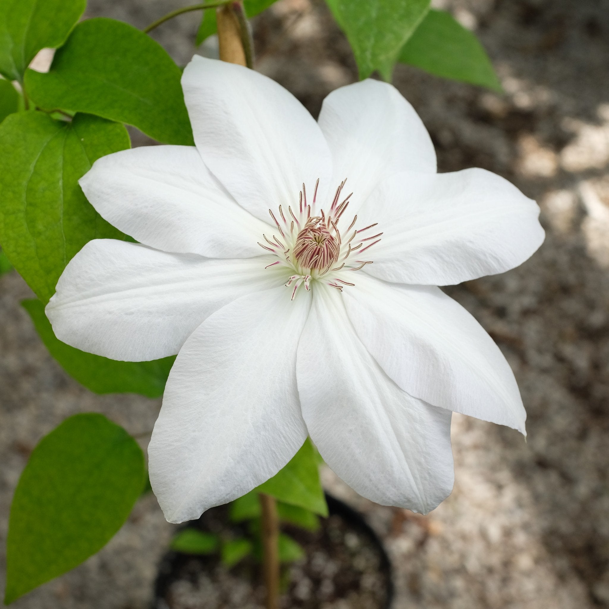 Clematis 'Henryi'