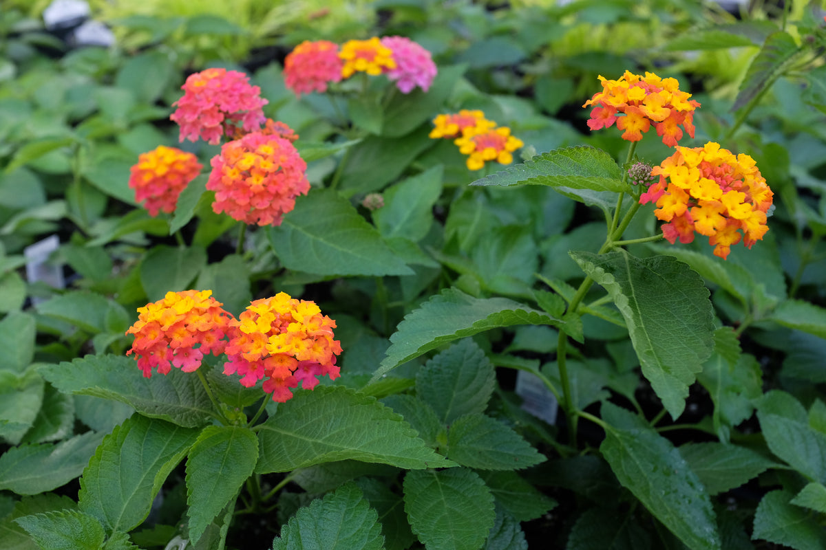 Lantana 'Confetti'