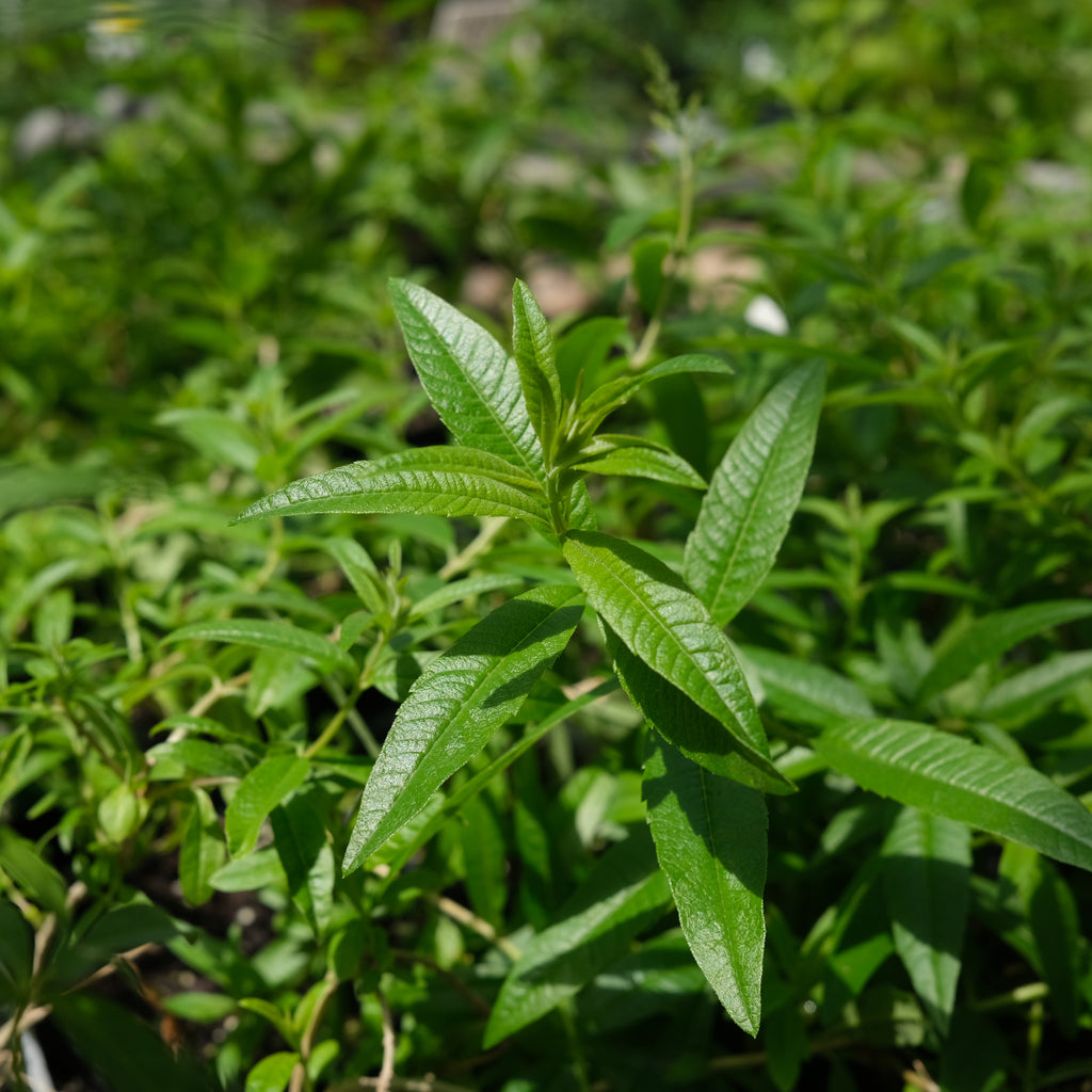 Lemon Verbena, Aloysia triphylla (Lippia citriodora)