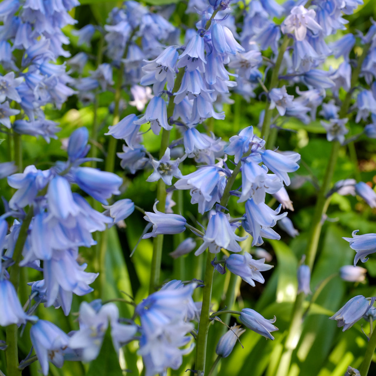 Spanish Bluebells - Hyacinthoides hispanica 'Excelsior'